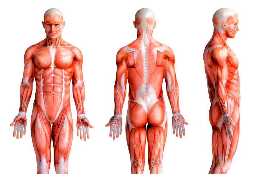 Cadeias Musculares e suas especificações no Método Pilates